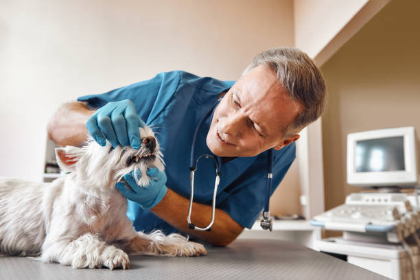 Best Emergency Dentist for Knocked-Out Tooth in Encantada Ranchito El Calaboz, TX